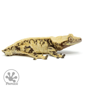 Male Extreme Harlequin Crested Gecko Cr-1495 facing right