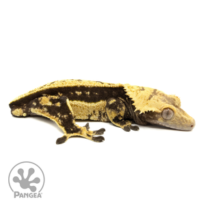 Cr-1498 Facing Right