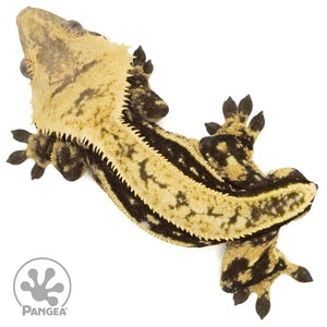 Male Quadstripe Crested Gecko Cr-1498