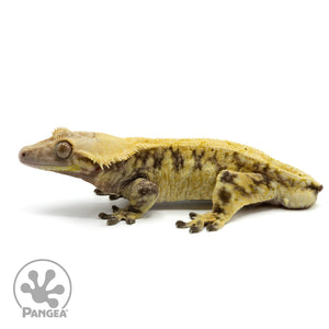 Male Extreme Harlequin Crested Gecko Cr-1499 facing left