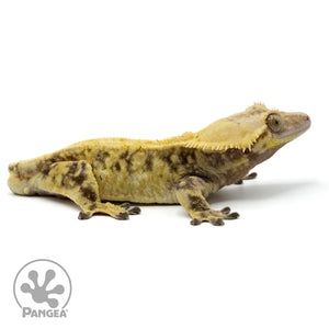Male Extreme Harlequin Crested Gecko Cr-1499 facing right