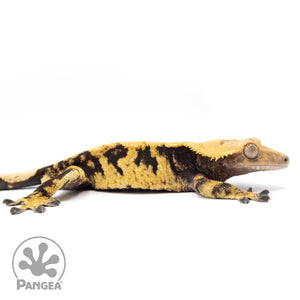 Cr-1504 facing right