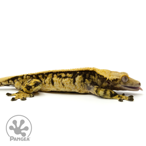 Cr-1506 Facing Right