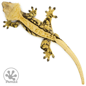 Male Extreme Harlequin Crested Gecko Cr-1506