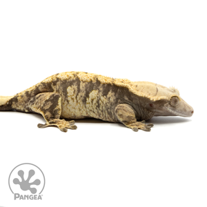 CR-1514 Facing Right