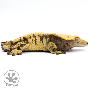 Cr-1521 Facing Right