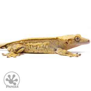 Cr-1530 Facing Right