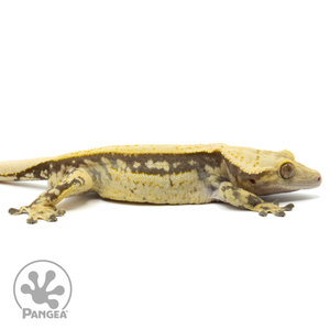 Cr-1535 Facing Right