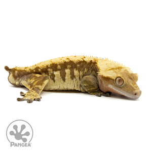 Cr-1537 facing right