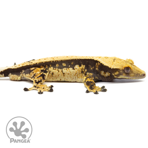 Cr-1565 Facing Right