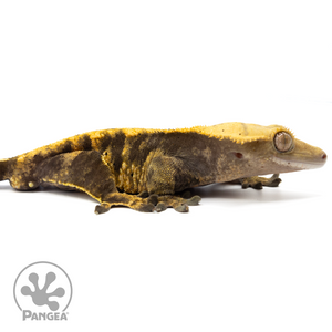 Cr-1581 Facing Right