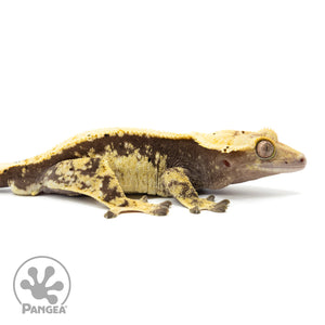 Cr-1586 facing right