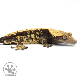 Cr-1612 Facing Right