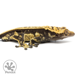 Cr-1628 facing right