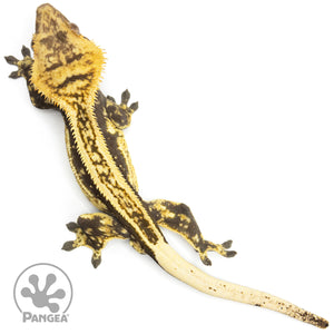 Male Quadstripe Crested Gecko Cr-1628