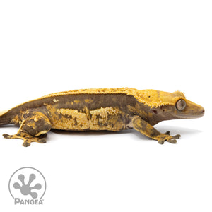 Cr-1629 facing right