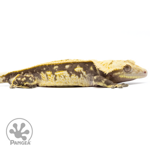 Cr-1704 facing right