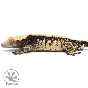 Male Extreme Harlequin Crested Gecko Cr-1706