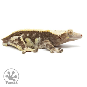 Cr-1724 facing right