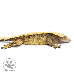 Cr-1726 facing right