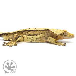 Cr-1728 facing right