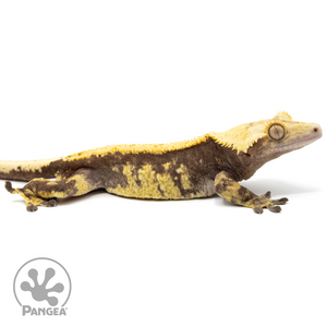 Cr-1732 facing right