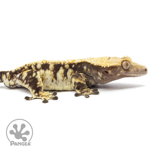 Cr-1766 facing right