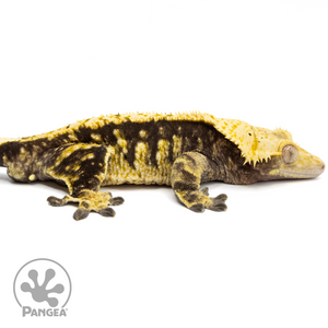 Cr-1801 facing right