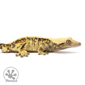 Cr-1832 facing right