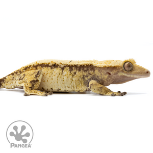 Cr-1880 facing right