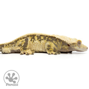 Cr-1922 facing right