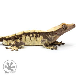 Cr-1936 facing right