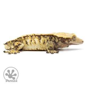 Cr-1937 facing right