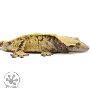 Cr-1949 facing right