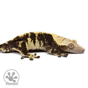 Cr-1951 facing right