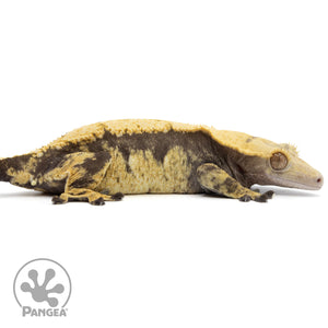 Cr-1975 facing right