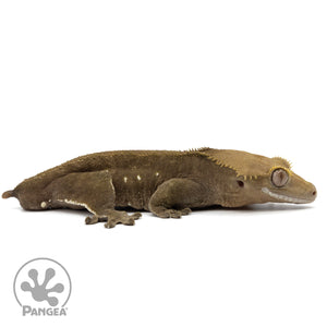 Cr-1979 facing right