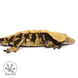 Cr-2003 facing right