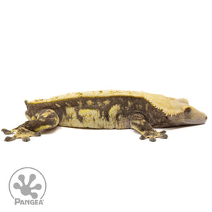 Cr-2081 facing right