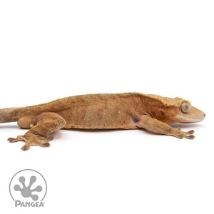 Cr-2084 facing right