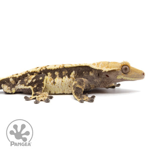 Cr-2094 facing right