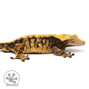 Cr-2095 facing right