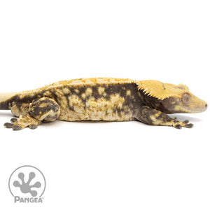 Cr-2098 facing right