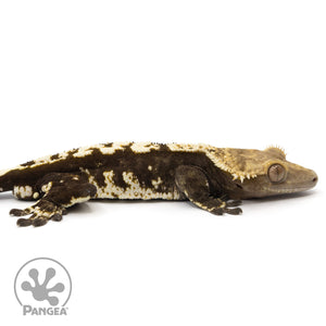 Cr-2105 facing right