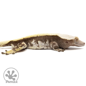 Cr-2113 facing right