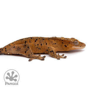 Cr-2255 facing right