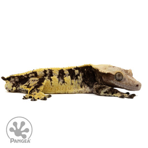 Cr-2332 facing right