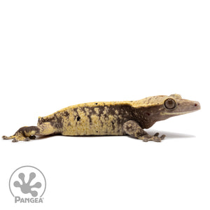 Cr-2334 facing right