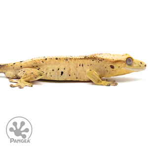 Cr-1316 facing right