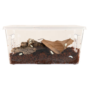 Zoo Med Creatures® Roly-Poly Kit – Isopod Habitat